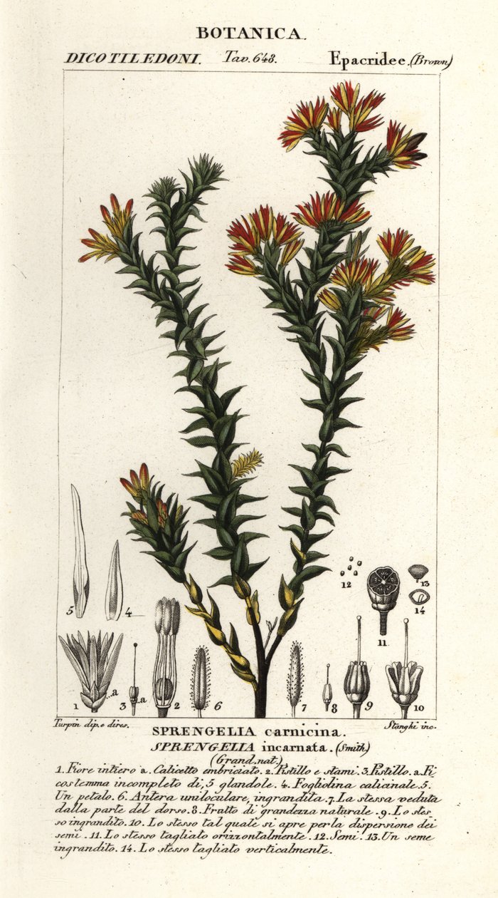 Pembe bataklık fundalığı, Sprengelia incarnata by Stanghi Stanghi
