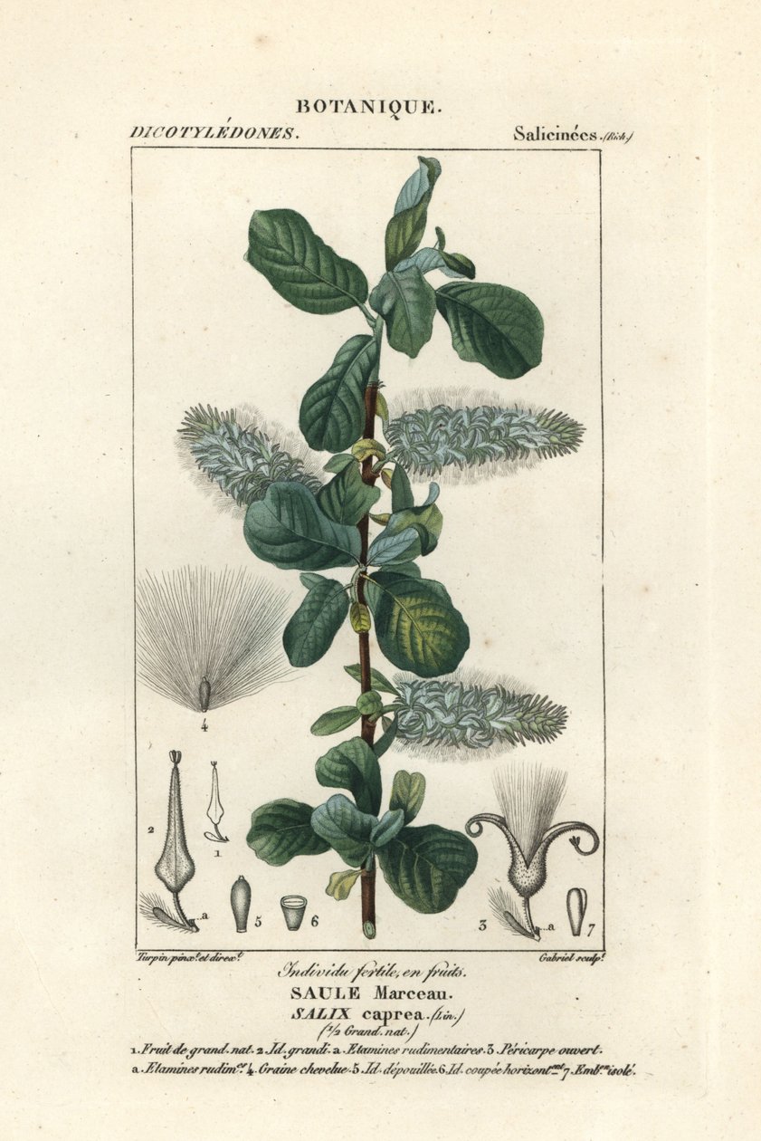 Kedi söğüt, Salix caprea by Stanghi Stanghi