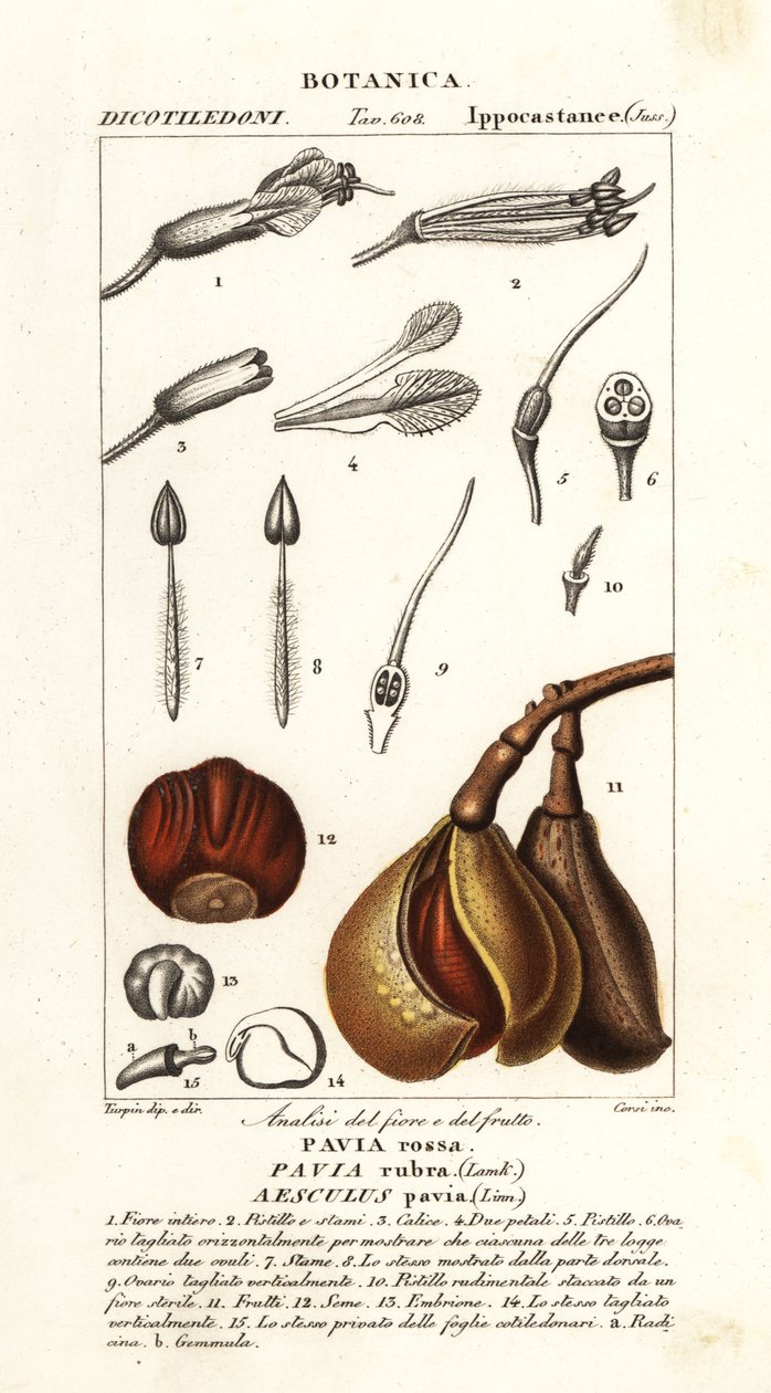 Kırmızı buckeye, Aesculus pavia by Stanghi Stanghi
