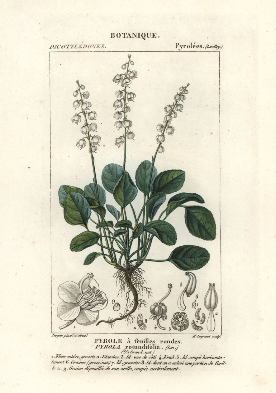 Yuvarlak yapraklı kış yeşili, Pyrola rotundifolia by Stanghi Stanghi