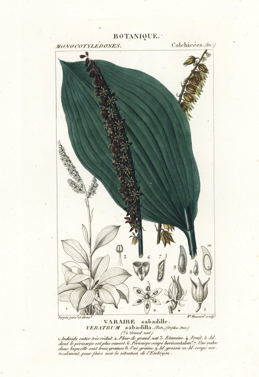 Sabadilla, Schoenocaulon officinale by Stanghi Stanghi