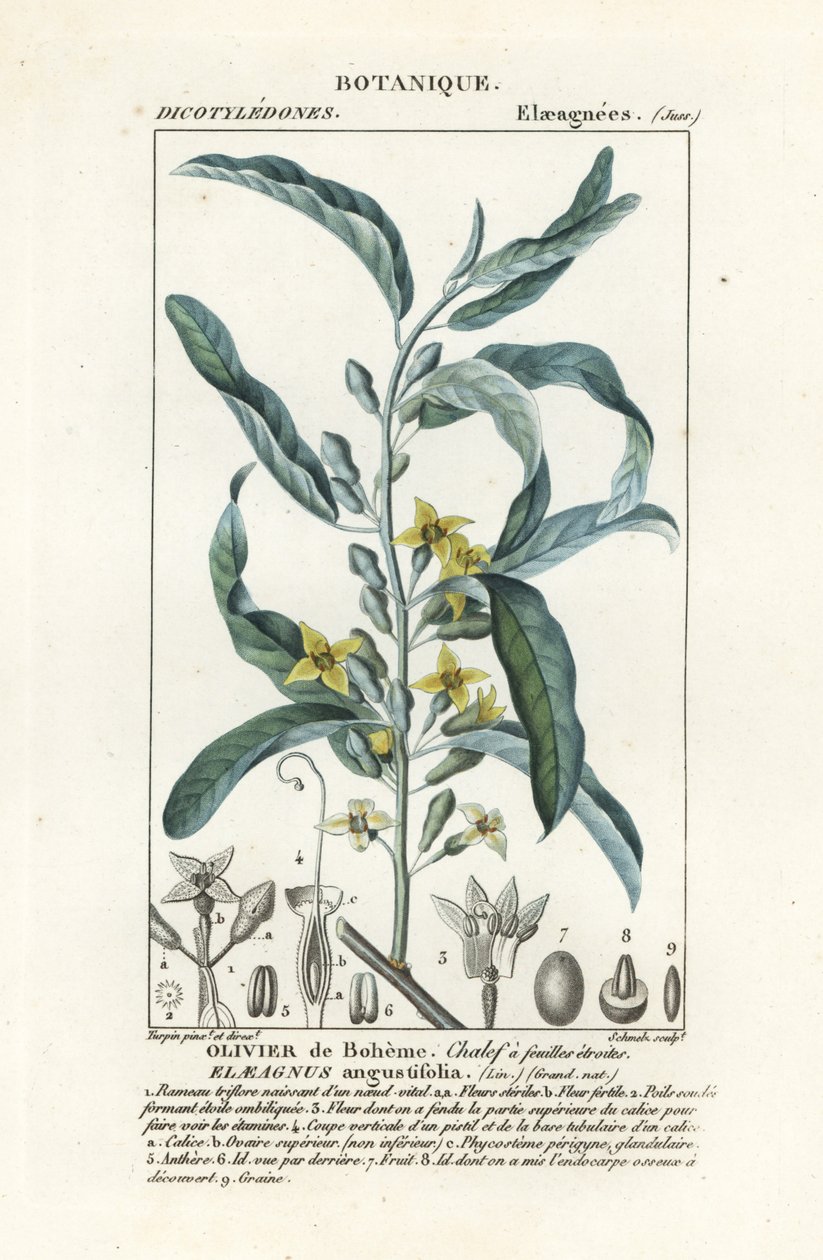 Gümüş dut veya zeytin ağacı, Elaeagnus angustifolia by Stanghi Stanghi