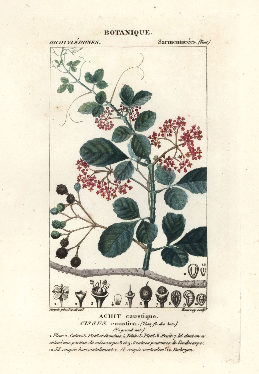 Kaşık yapraklı ağaç binesi, Cissus obovata by Stanghi Stanghi