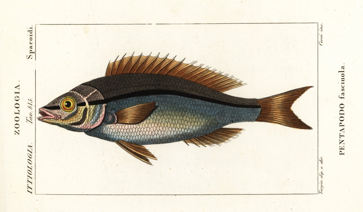 İplik yüzgeçli çipura, Pentapodus fasciuola by Stanghi Stanghi