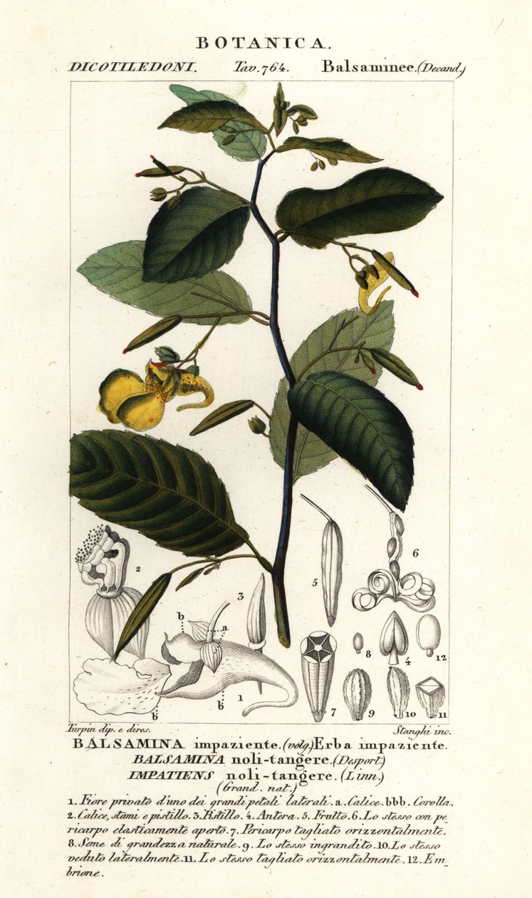 Dokunma Balsam, Sabırsız, dokunma by Stanghi Stanghi