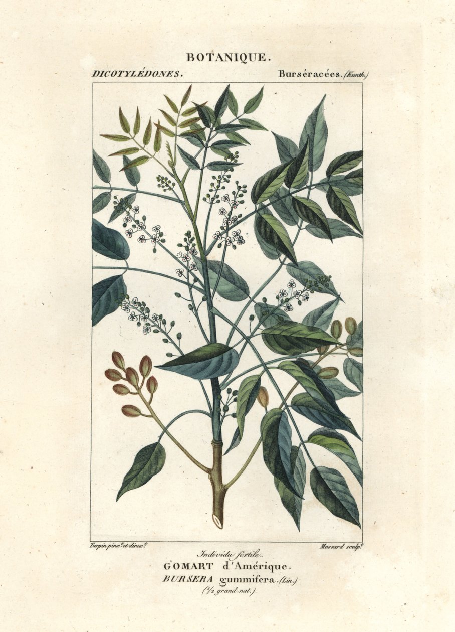 Terebentin ağacı, Bursara simaruba by Stanghi Stanghi