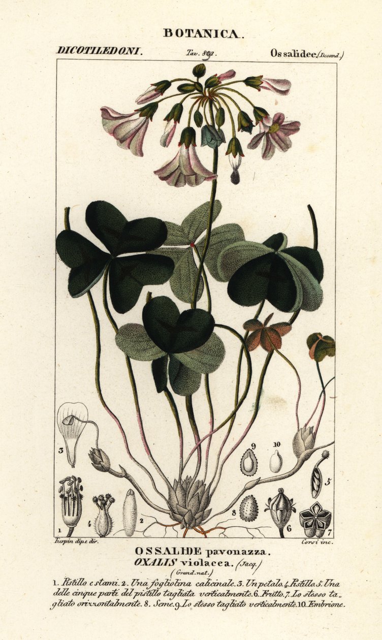 Menekşe odunsu kuzukulağı, Oxalis violacea by Stanghi Stanghi