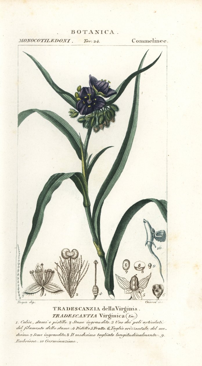 Virginia örümcek otu, Tradescantia virginiana by Stanghi Stanghi