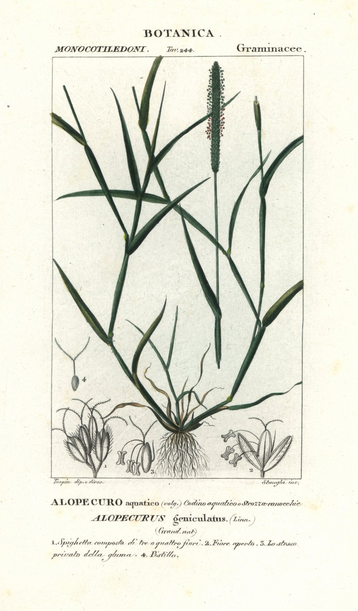 Su tilki kuyruğu, Alopecurus geniculatus by Stanghi Stanghi