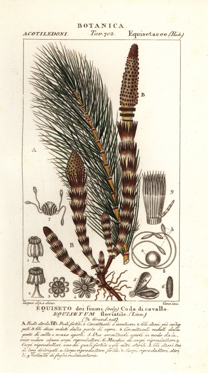 Su atkuyruğu, Equisetum fluviatile by Stanghi Stanghi