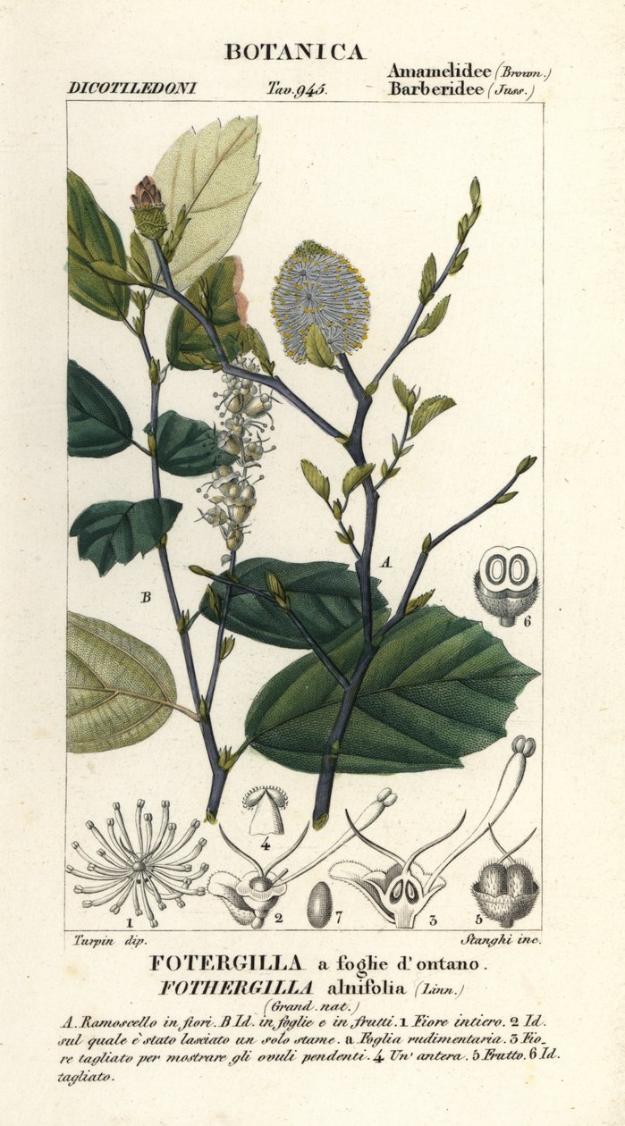 Yaşlı cadı, Fothergilla gardenii by Stanghi Stanghi