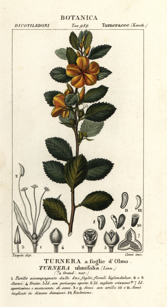 Sarı kızılağaç, Turnera ulmifolia by Stanghi Stanghi