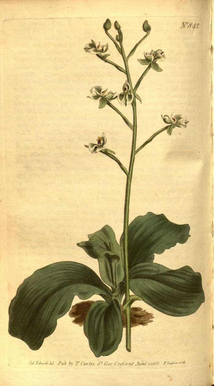 Ponthieva racemosa çizimi by Sydenham Teast Edwards