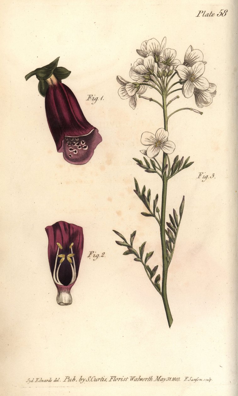 Yüksük otu, Digitalis purpurea, Didynamia by Sydenham Teast Edwards