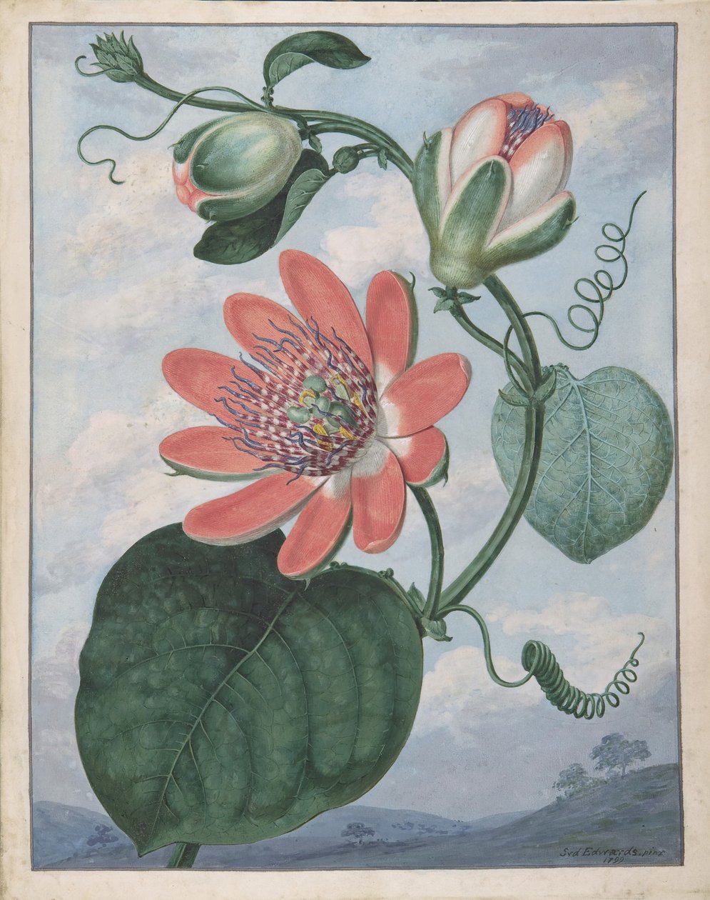 Tutku Çiçeği, 1799. by Sydenham Teast Edwards