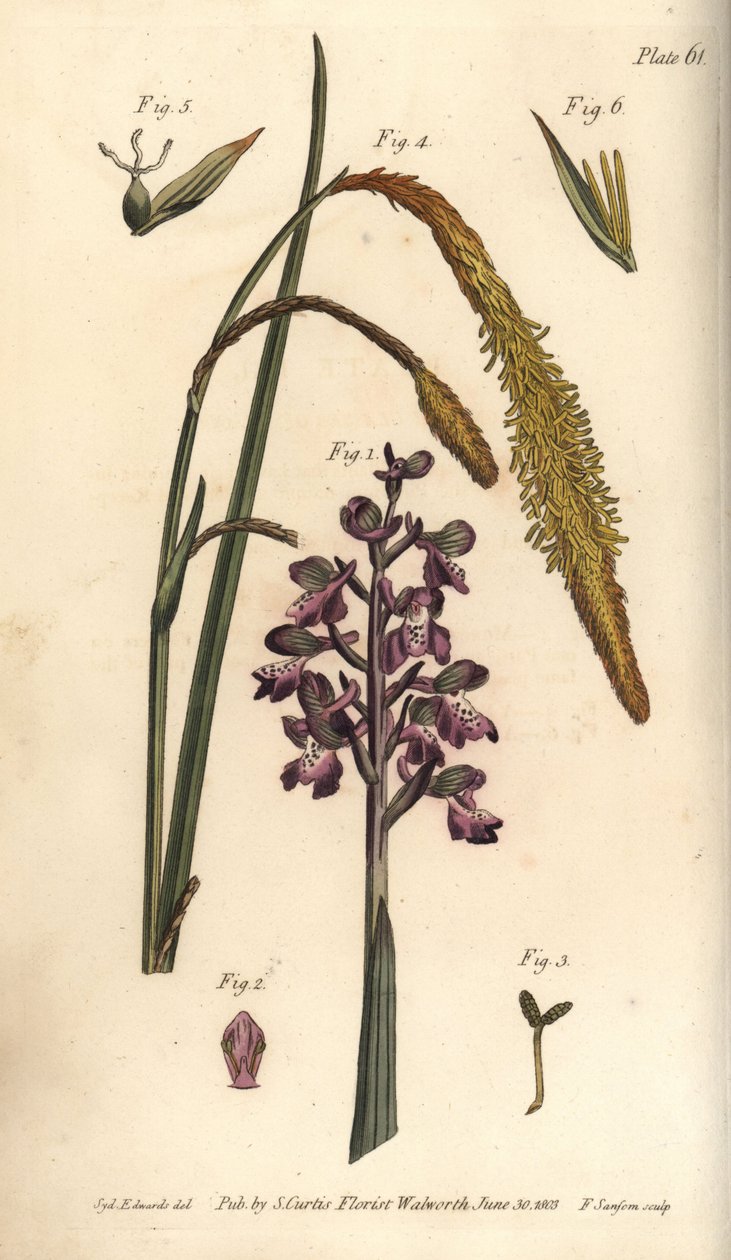 Mor orkide, erkek Orkide, Gynandria by Sydenham Teast Edwards