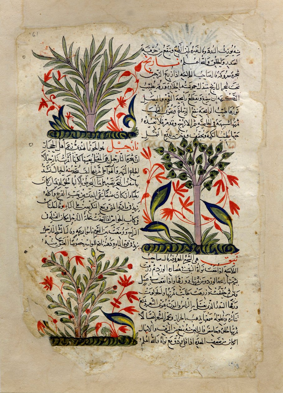 İllüstrasyonlar by Unknown