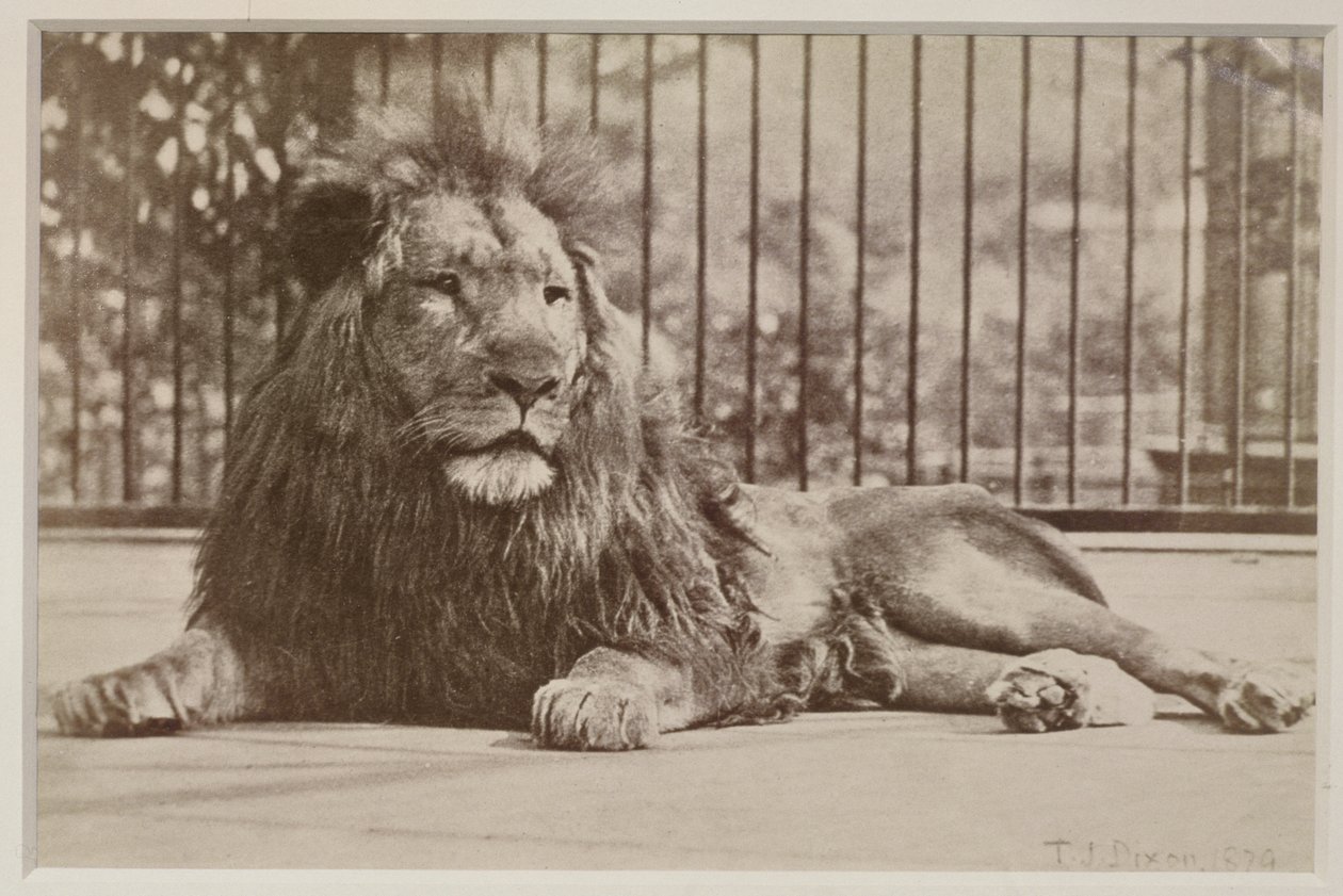 Kafesteki aslan, 1879 (albüm baskısı) by T.J. Dixon