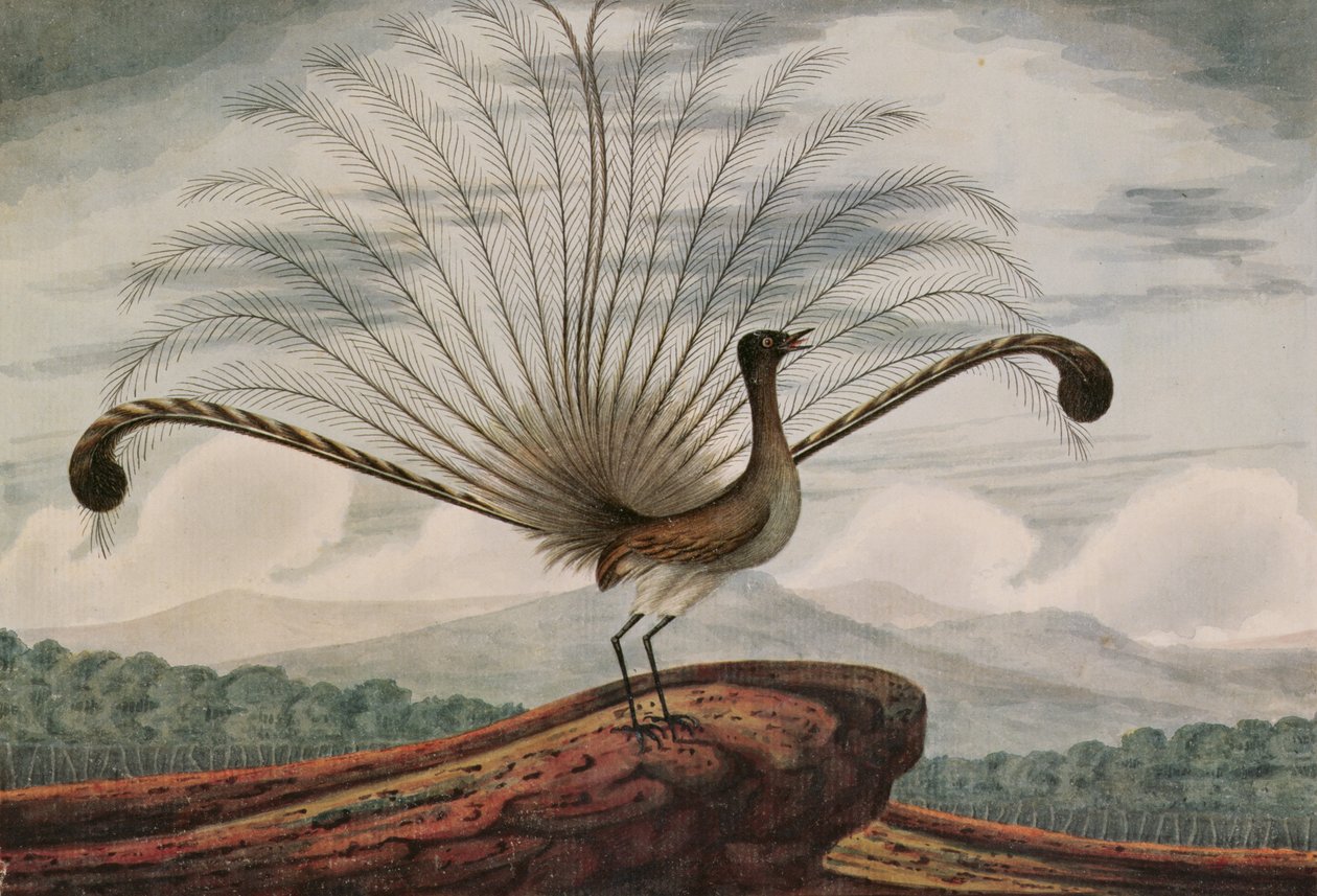 Lyrebird: mamura süperba, 1813 by T.R. Browne