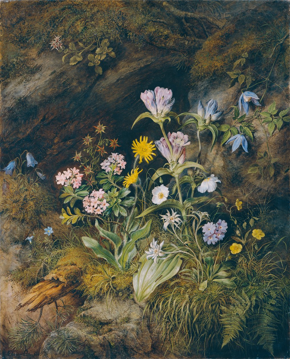 Alp florası by Theodor Josef Petter