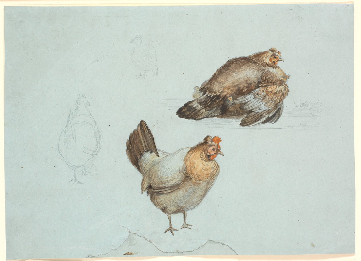 Tavuklar. Ders çalışma by Theodor Philipsen