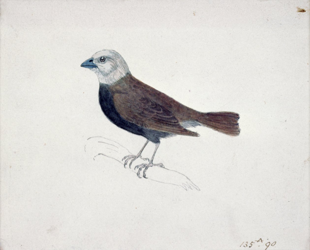 Malacca Crossbeak (ahşap oyma) by Thomas Bewick