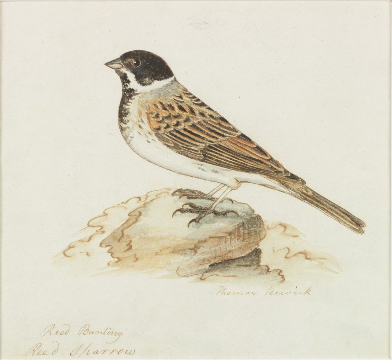 Kamış Serçesi (gövde rengi) by Thomas Bewick