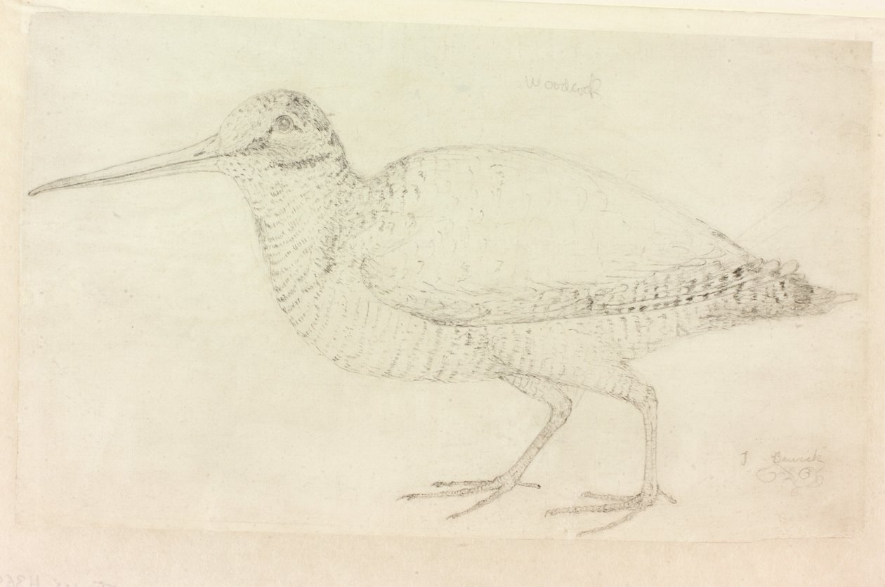 Woodcock (kağıt üzerinde kalem (kağıt üzerinde)) by Thomas Bewick