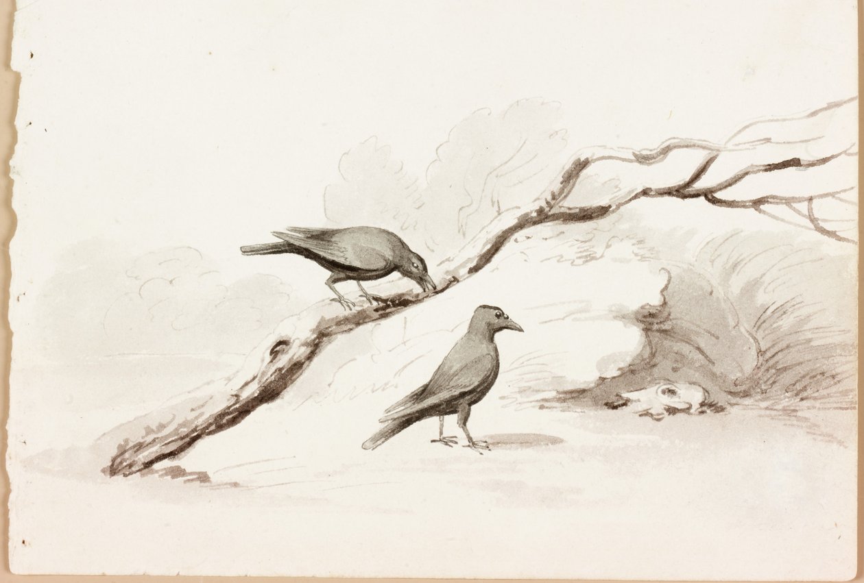 ಎರಡು ಕಪ್ಪು ಕಾಗೆಗಳು (ಕಾಗದದ ಮೇಲೆ ಶಾಯಿ) ಟರ್ಕಿ by Thomas Bewick