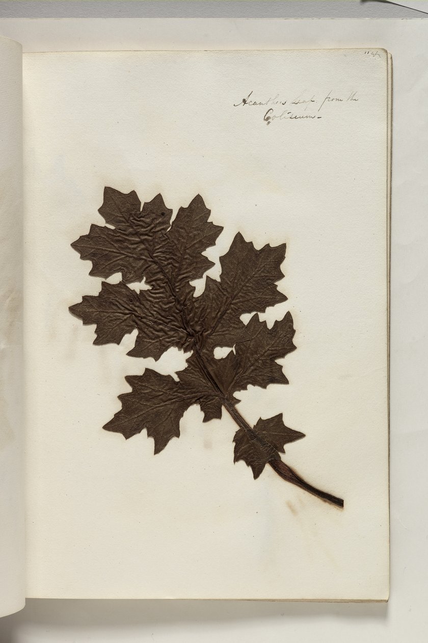 Acanthus Leaf from the Coliseum, c.1832 (pen & ink with plant specimen on paper) by Thomas Cole