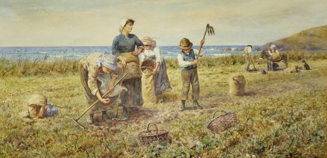 patates hasadı by Thomas James Lloyd