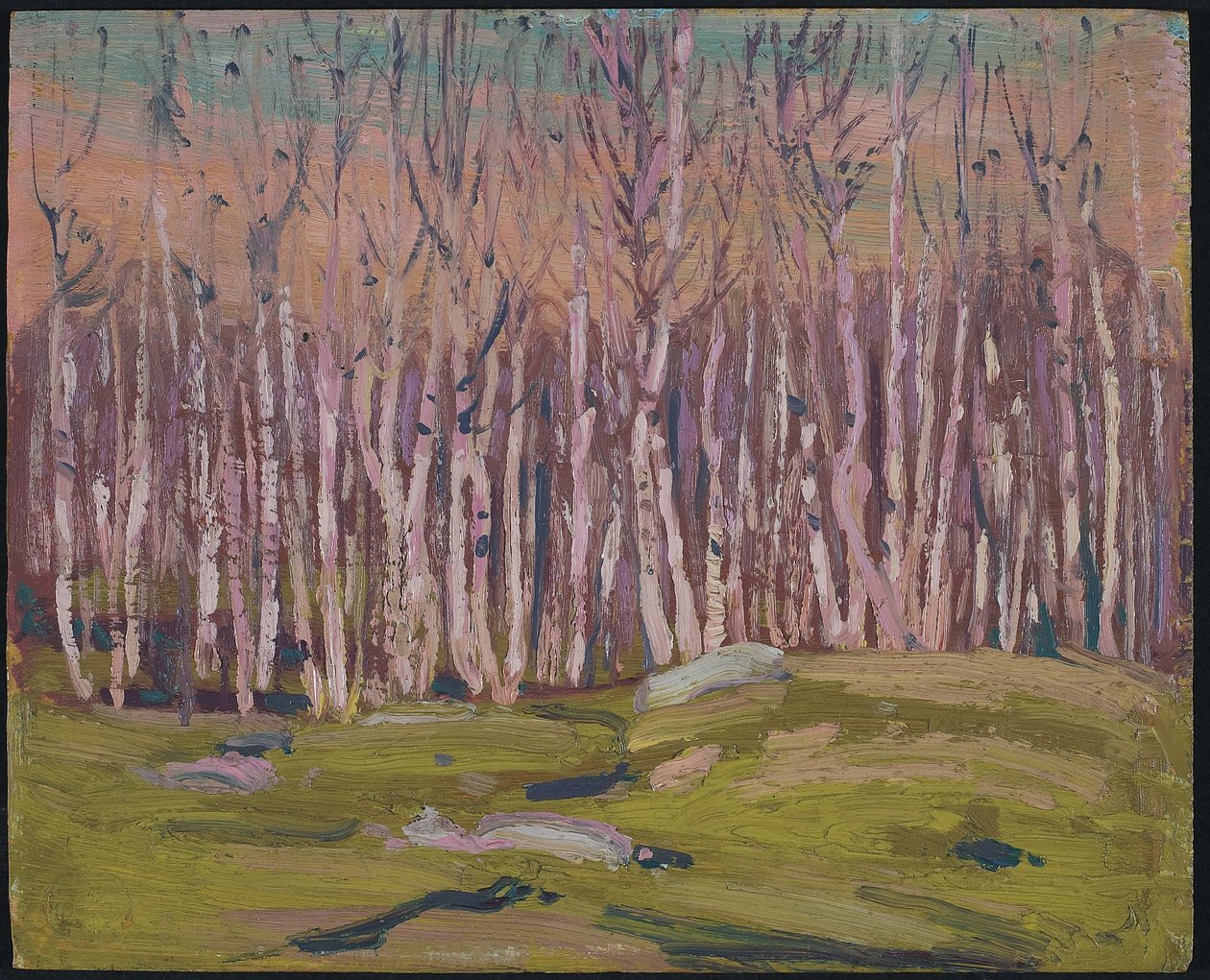 Silver Birches, c.1915 (oil on wood panel) by Tom Thomson