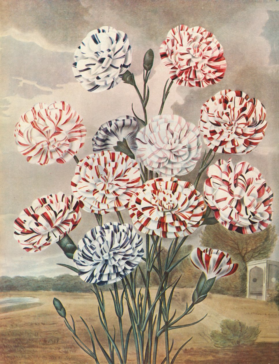 Picotees, c1802-1821, 1948. by Thomas Baxter