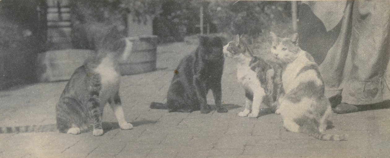 Dört Kedi, ca. 1895. by Thomas Eakins