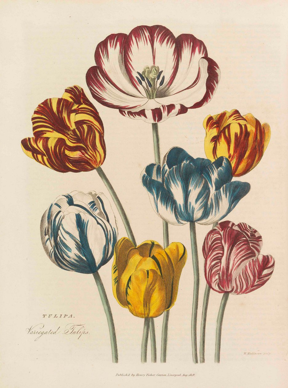 Evrensel bitkisel, 1824. by Thomas Green