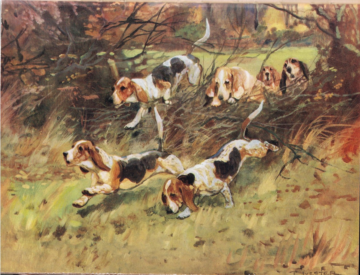 Hedgerow aracılığıyla, 'Hounds'dan bir illüstrasyon by Thomas Ivester Lloyd