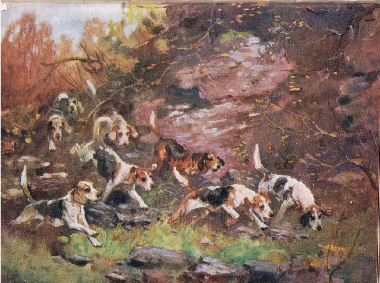 Çalıların İçinden, 