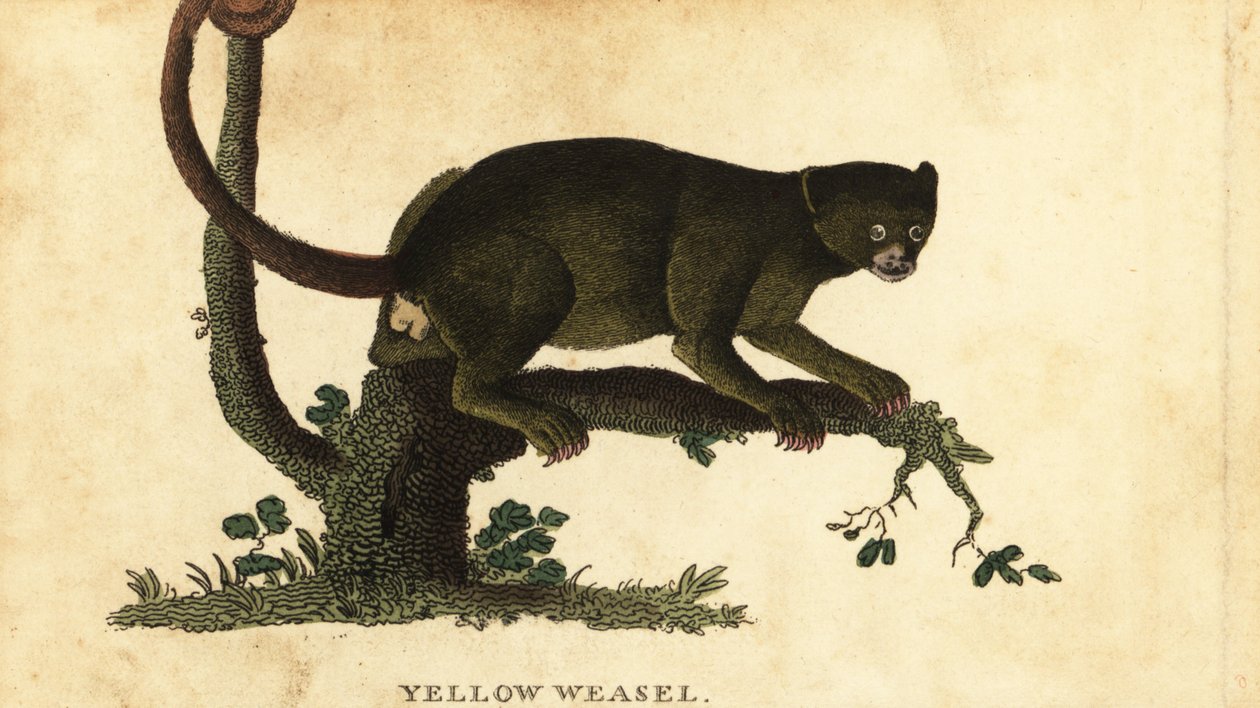 Kinkajou, Potos flavus. ,1800 (gravür) by Thomas Pennant