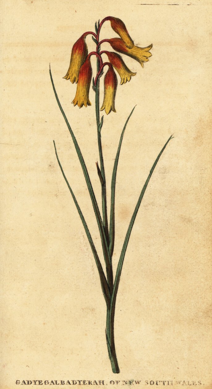 Noel çanları, Blandfordia nobilis., 1800 (gravür) by Thomas Watling