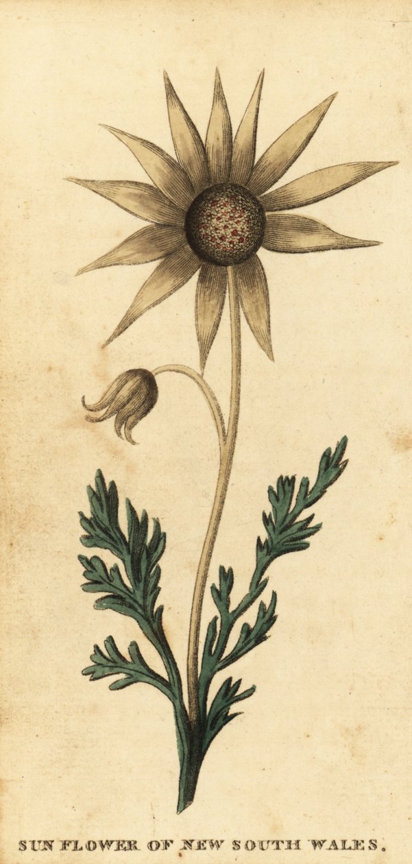 Flanel çiçeği, Actinotus helianthi. ,1800 (gravür) by Thomas Watling