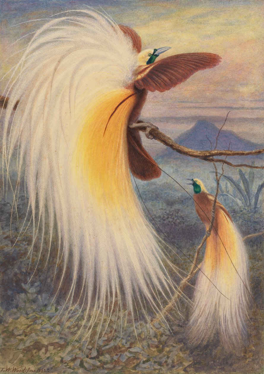 Cennet Kuşları by Thomas William Wood