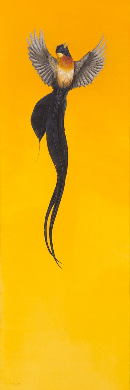 uçmak; sarı by Tim Hayward