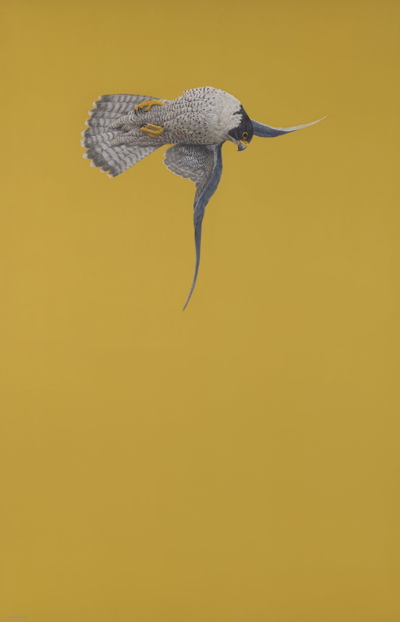Sarı Durak by Tim Hayward