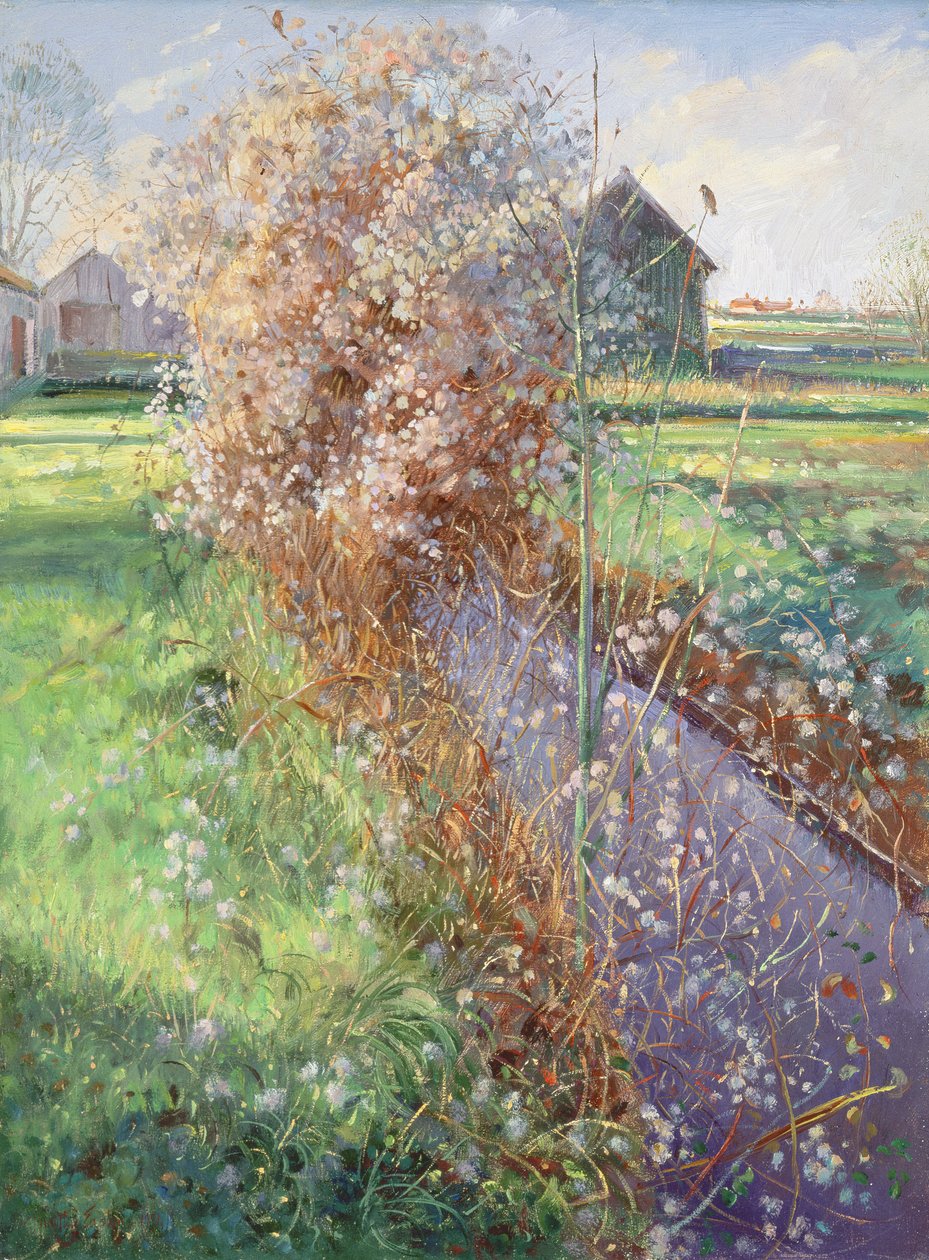 sakallı çalı by Timothy Easton