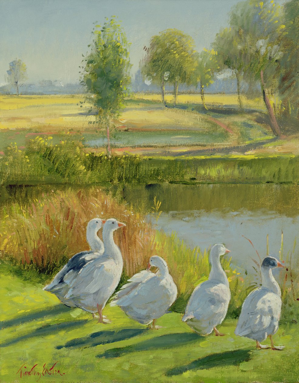 kaz koruyucu by Timothy Easton