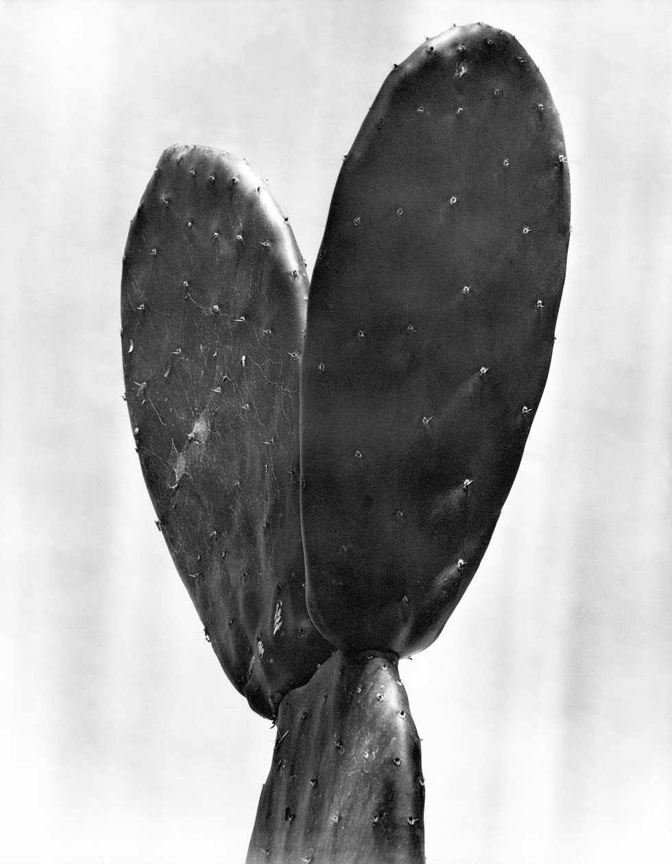 Kaktüs, Mexico City, 1925 by Tina Modotti