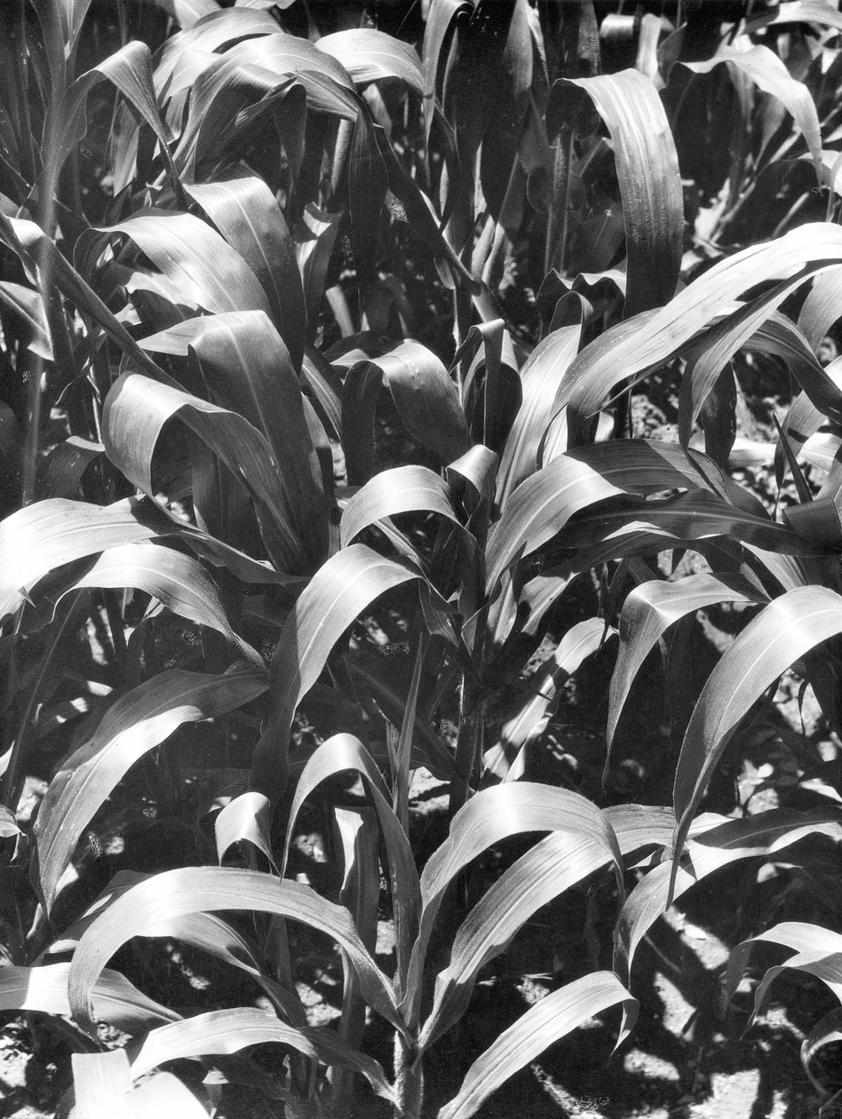 Mısır Bitkileri, Meksika, c.1929 by Tina Modotti