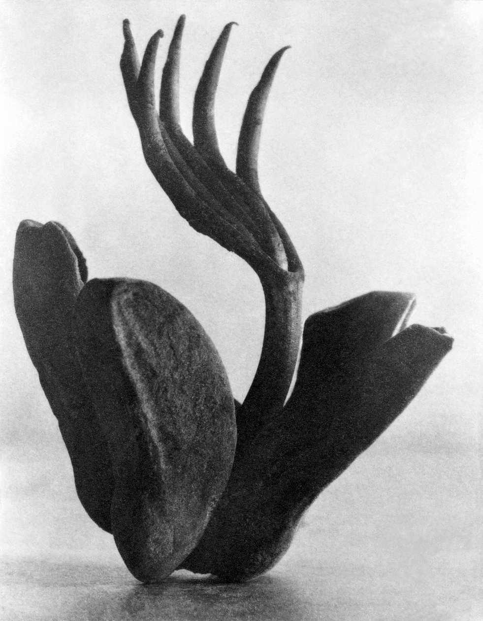 Flor de Manita, Meksiko, 1925 by Tina Modotti