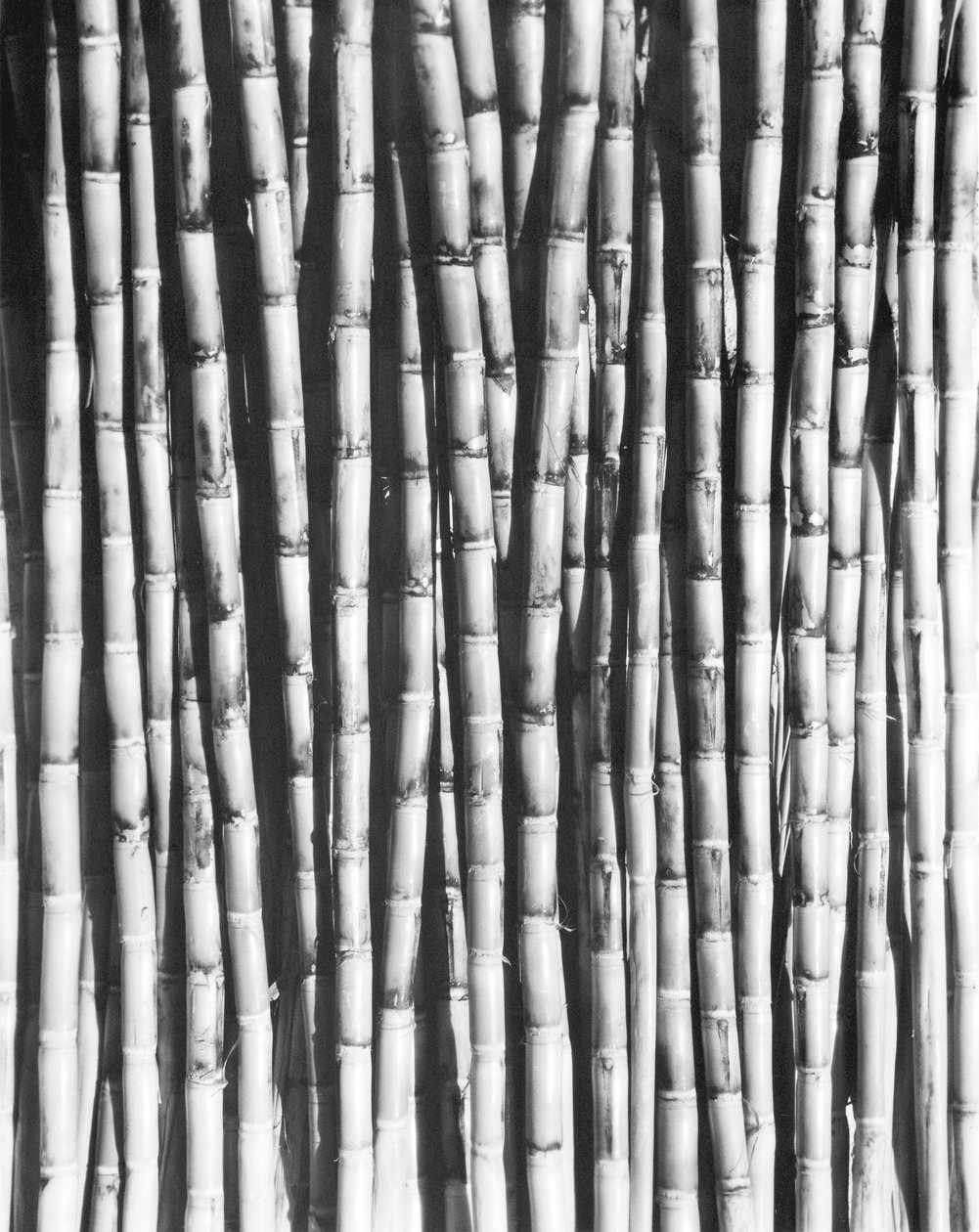 Şeker Kamışı, Meksika, 1929 by Tina Modotti