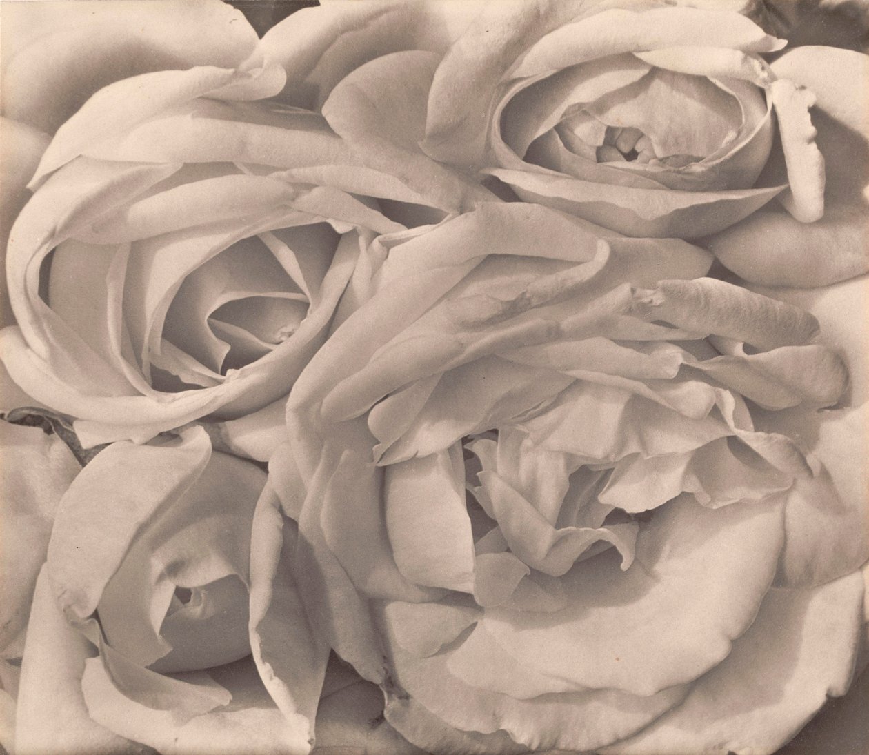 Güller, Meksika, Tina Modotti by Tina Modotti